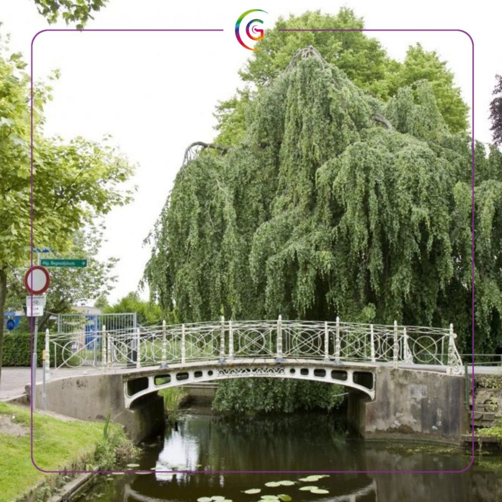 Afscheidsfotograaf Oud Beijerland